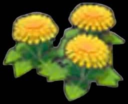 Dandy flowers
